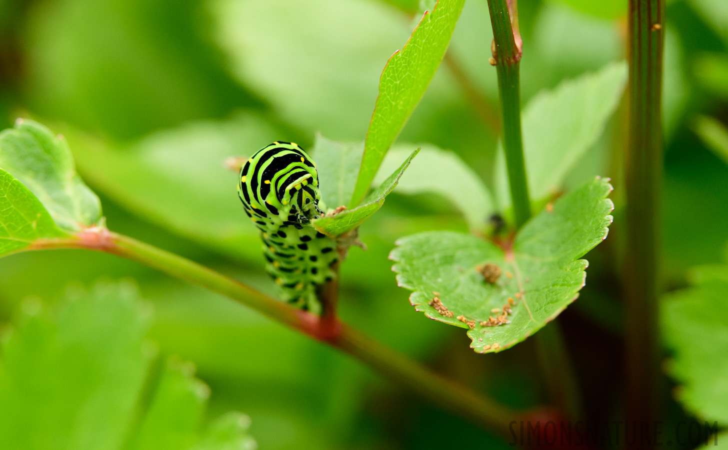 Papilio brevicauda [400 mm, 1/800 Sek. bei f / 8.0, ISO 1600]